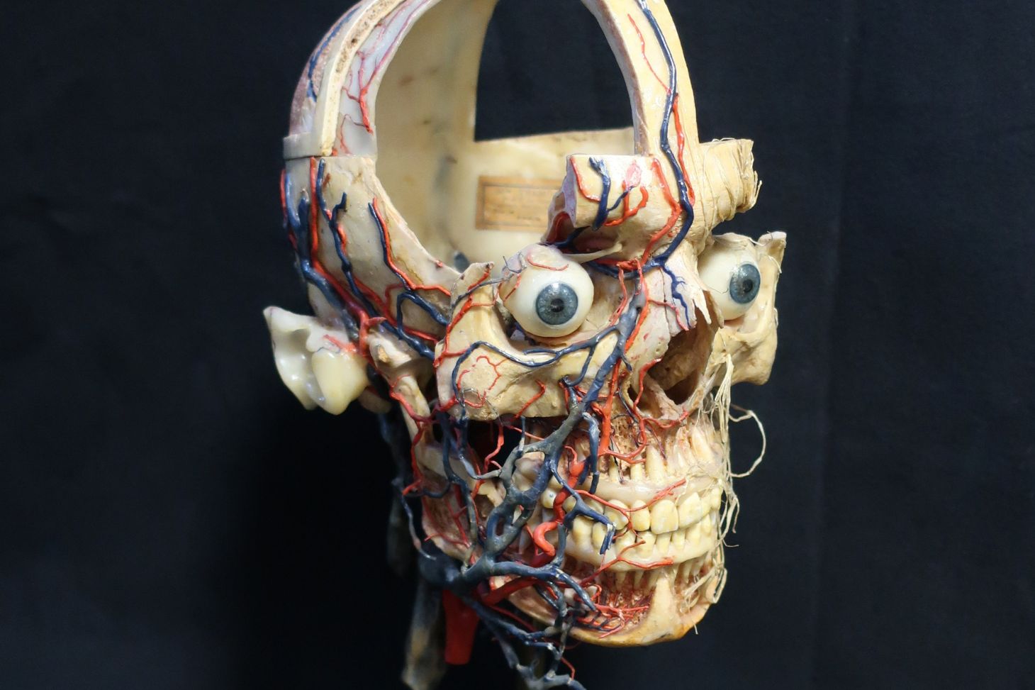 Collections d'anatomie