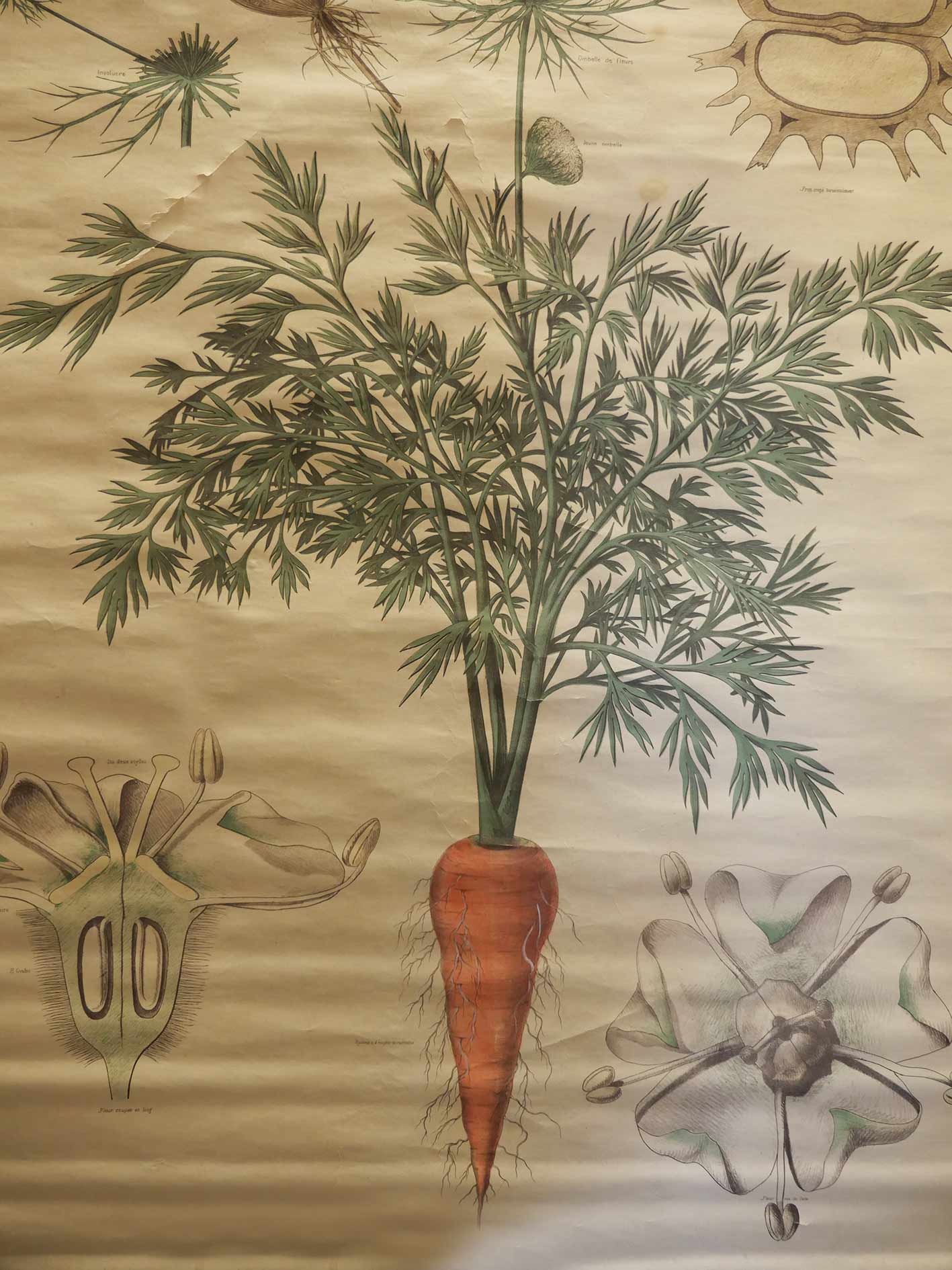 Affiche des pièces florales de la carotte (Daucus carota), XXème siècle
