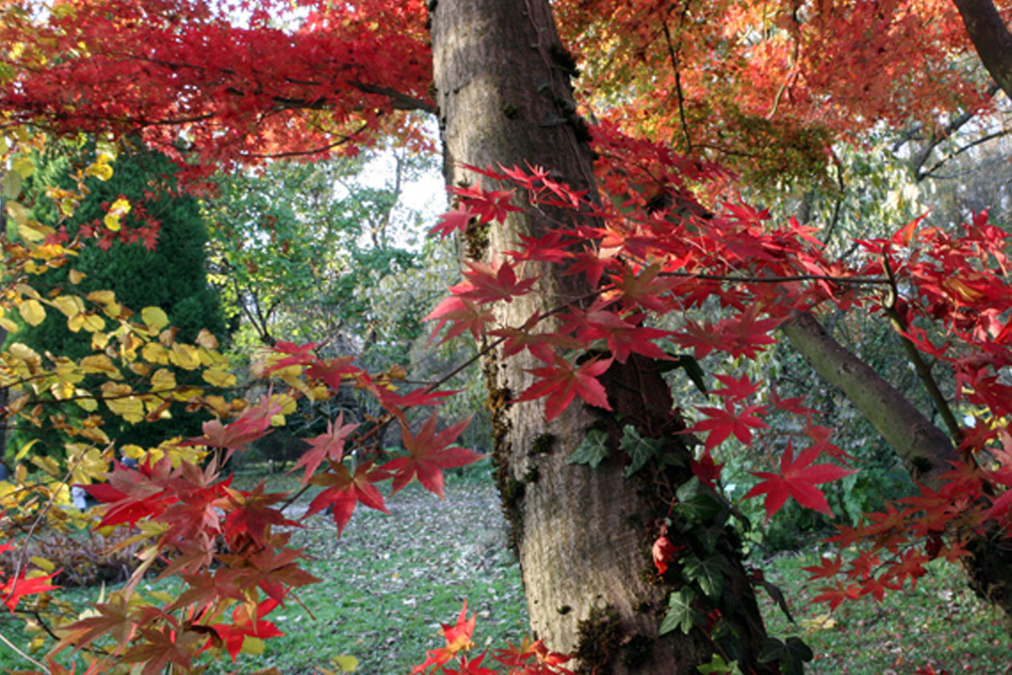 Arboretum à l'automne