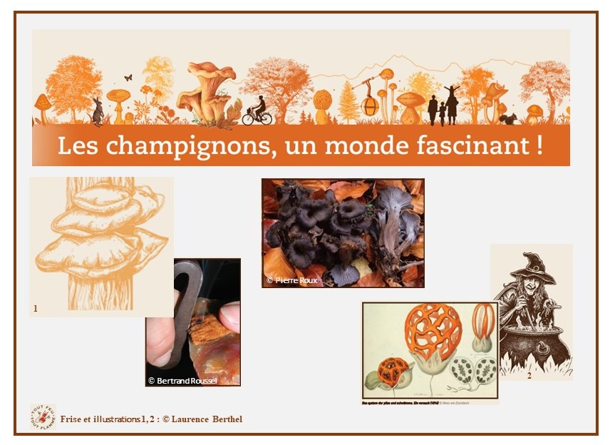 Conférence Les champignons, un monde fascinant !