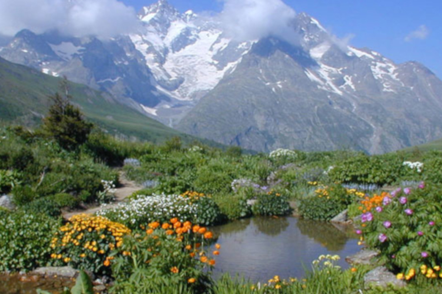 Jardin du Lautaret