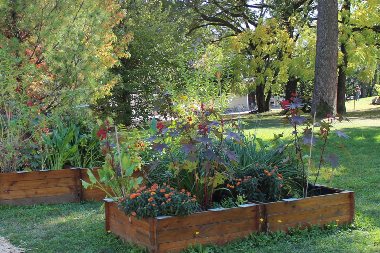 Jardin DV et jardin médiéval des quatre humeurs