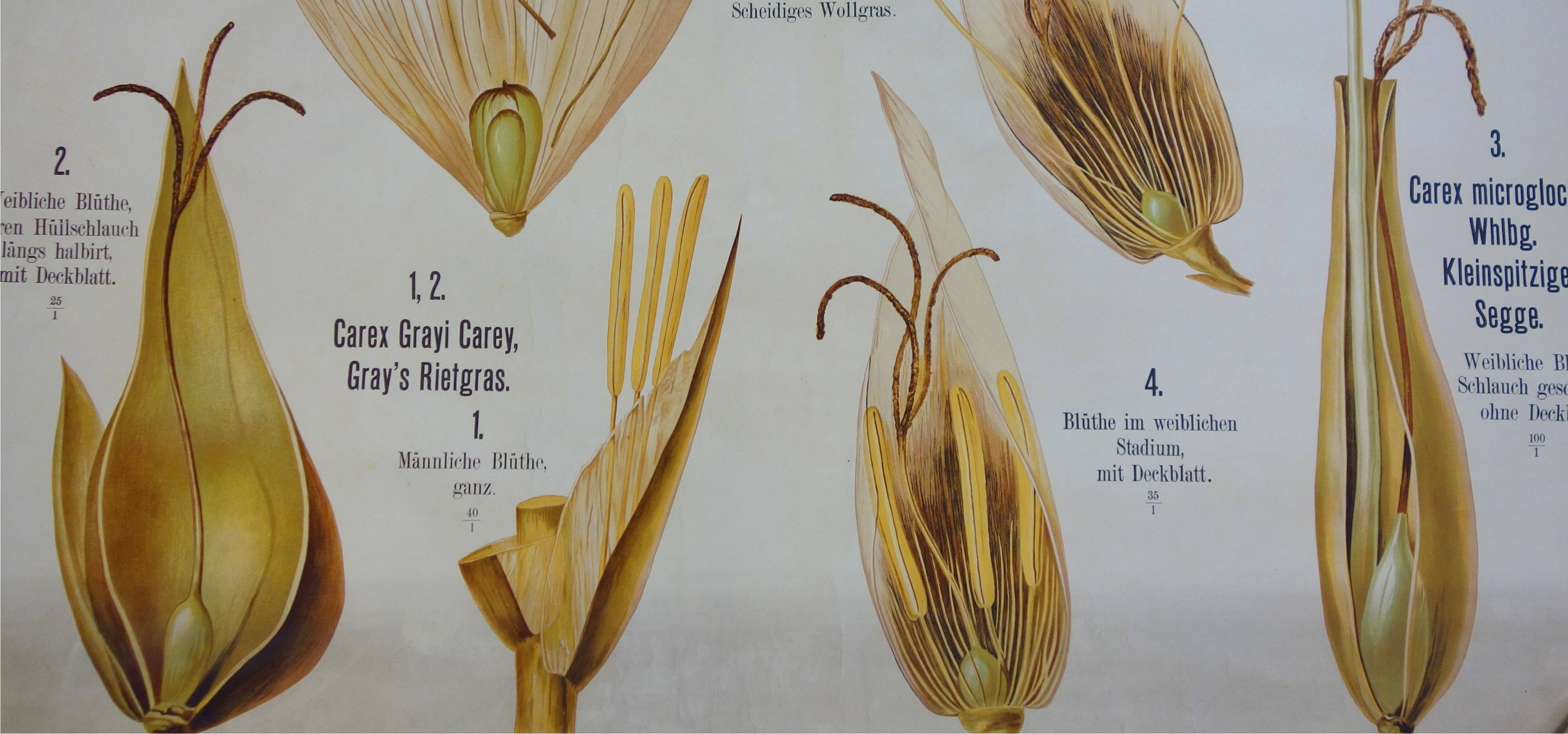 Affiche de fleurs de Cypercacées (Cyperaceae), Édition Emil Hochdanz, 1870-1960