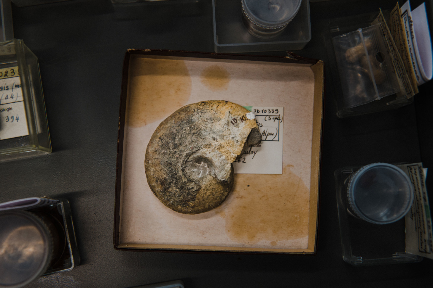 Fossile de la collection de géologie - OSUG / UGA © Simon Cavalier