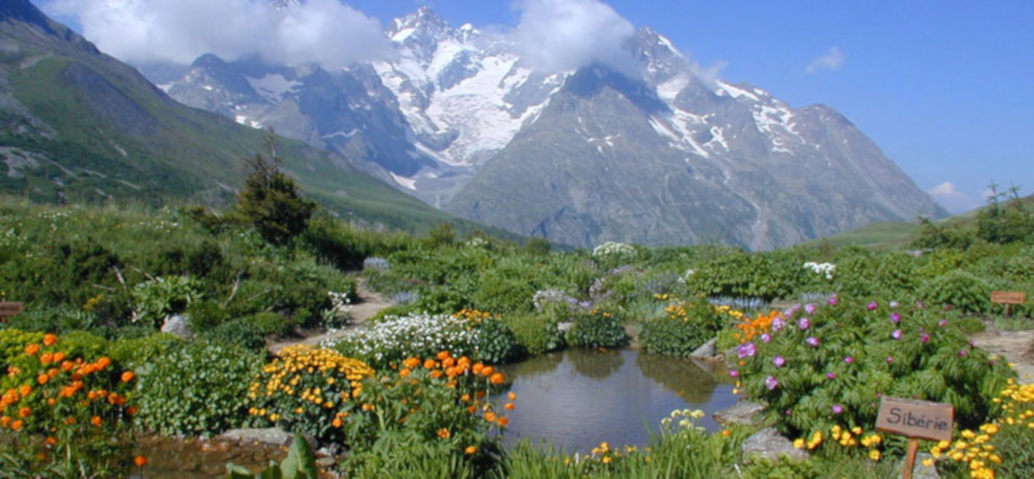 Jardin botanique alpin du Lautaret © Jardin du Lautaret