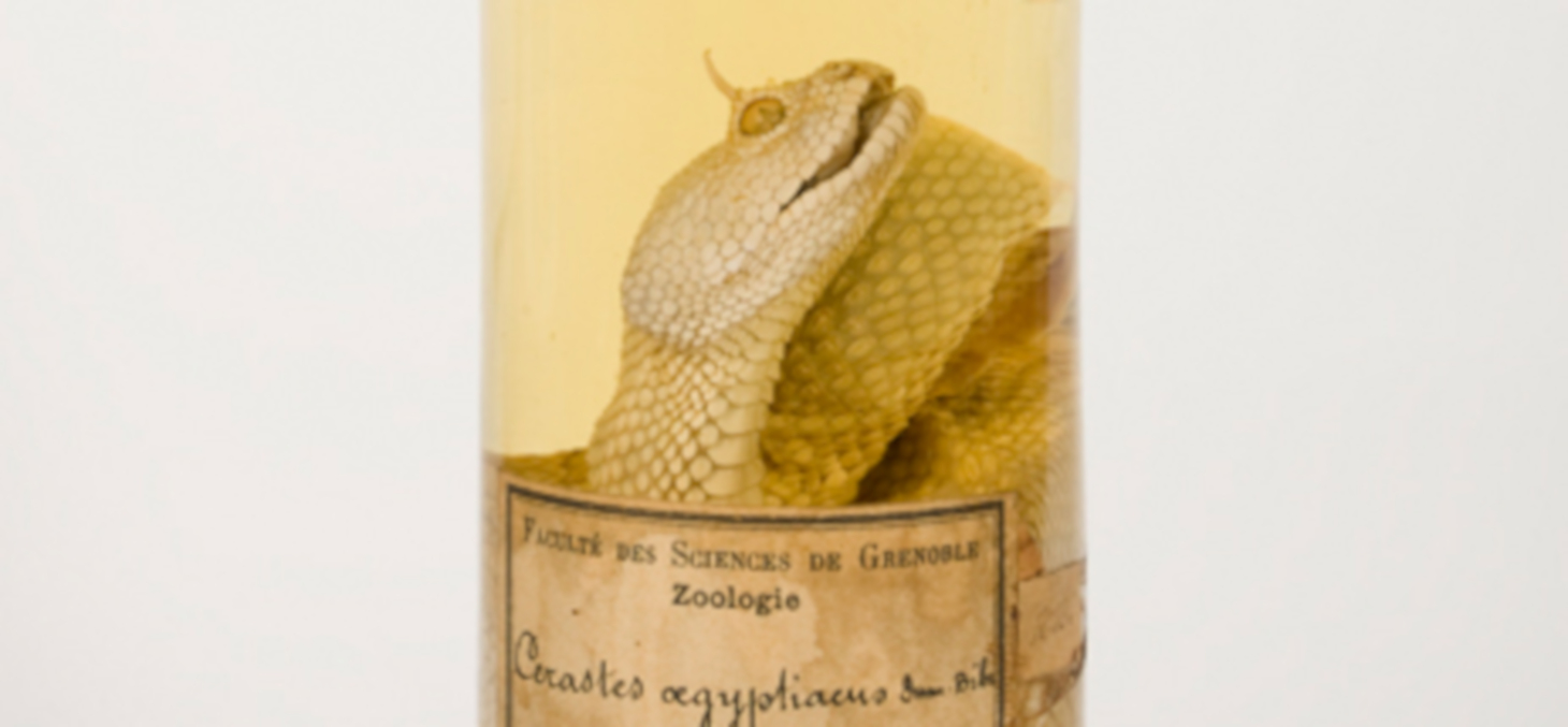 Cerastes cerastes, vipère à cornes (zoothèque, UFR de biologie) DR.