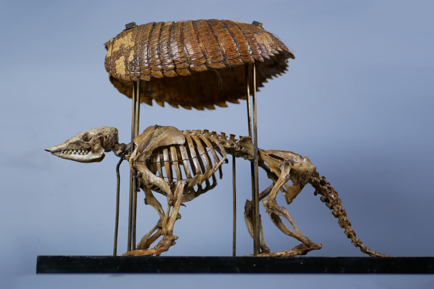 Squelette de tatou du XIXe, collection de zoologie UGA